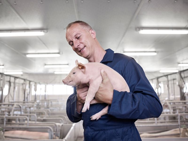 You are currently viewing Improve pig housing with high performance insulation