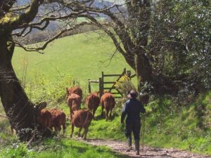 Read more about the article Call to shape West Country’s rural future