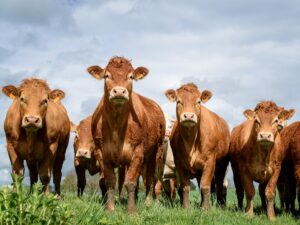 Read more about the article World’s first smart beef contract to transform UK farming