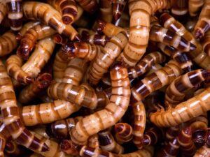 Read more about the article Farming insects for sustainable feed