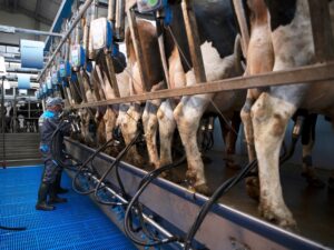 Read more about the article Switch to conventional parlour boosts herd health