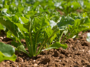 Read more about the article All sugar beet contracts to pay at least £27/tonne for 2022/23 crop